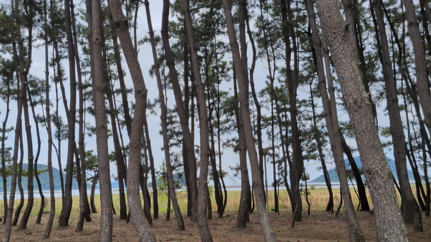 唐津城の反対側にある松林の木々と、その間から見える海
